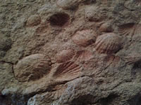 Fossils